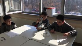 Projekttage "Politische Bildung": Bienensterben