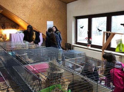 Projekttage "Politische Bildung": Tierschutz