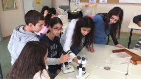 Projekttage "Politische Bildung": Bienensterben